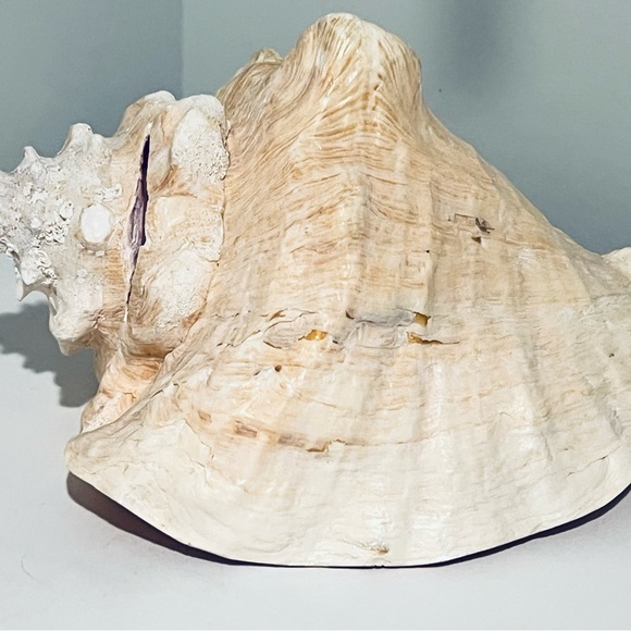 Large Conch Shell - Picture 2 of 4